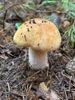 Il porcino bianco dei funghi commestibili cresce nella foresta foto
