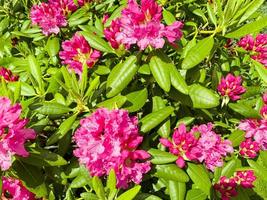 cespuglio di rododendro che fiorisce con bellissimi fiori rosa foto