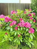 cespuglio di rododendro che fiorisce con bellissimi fiori rosa foto