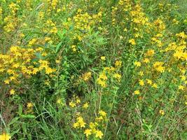 hypericum perforatum cresce sul campo, piante medicinali. foto