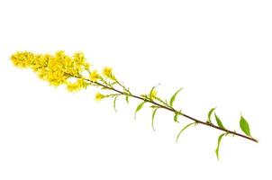 gambo di fiore di campo selvatico con piccole infiorescenze gialle. foto