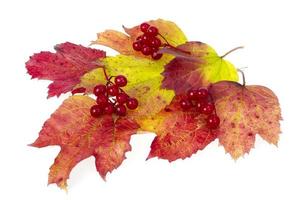 viburno foglie autunnali di colore rosso-giallo. studio foto