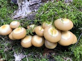 funghi kuehneromyces mutabilis che crescono su alberi e ceppi foto