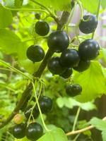 bacche di ribes maturo dolce nero sul ramo del cespuglio. foto in studio.