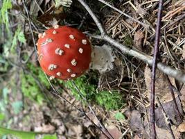 l'amanita muscaria rossa non commestibile cresce nella foresta foto