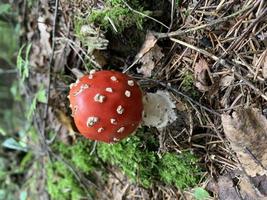 l'amanita muscaria rossa non commestibile cresce nella foresta foto