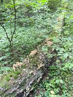 mazzo di funghi di bosco che crescono su vecchi ceppi e alberi. foto in studio