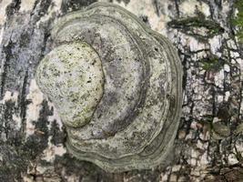funghi parassiti phellinus igniarius che crescono sugli alberi nella foresta foto