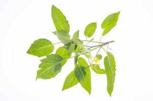 ramo di pomodoro con foglie verdi e fiori gialli. foto in studio
