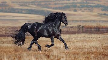 bellissimo nero stallone in esecuzione nel il selvaggio foto