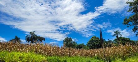 Mais piantagione su un' azienda agricola nel il interno foto