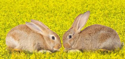 trainare carino conigli nel amore foto