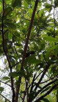 un' discreto serpente riposa indisturbato su un' albero ramo, avvolto di il vivace verdura di suo naturale habitat foto