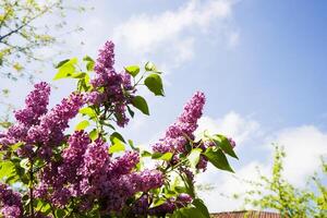 un' grande ramo di lilla fiori. luminosa fiori di primavera lilla cespuglio. primavera lilla fiori avvicinamento su un' sfocato blu cielo sfondo foto