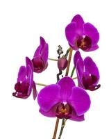 lilla , viola orchidea fiori su un' bianca sfondo. avvicinamento, foto