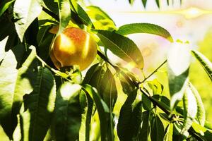 maturazione su il albero sotto il sole dolce Pesche foto