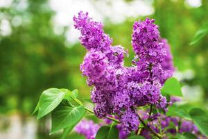 grande lilla cespuglio nel primavera. luminosa fiori di primavera lilla cespuglio. primavera lilla fiori avvicinamento. ramoscello bellissimo varietale fioritura fiore foto