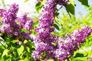 grande lilla cespuglio nel primavera. luminosa fiori di primavera lilla cespuglio. primavera lilla fiori avvicinamento. ramoscello bellissimo varietale fioritura fiore foto