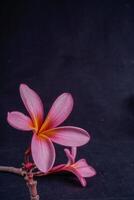 frangipani fiori isolato nel nero con vuoto spazio per pubblicità fotocopia. foto