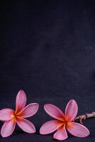 frangipani fiori isolato nel nero con vuoto spazio per pubblicità fotocopia. foto