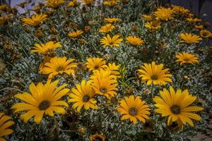 vivace grappolo di arancia e giallo margherita fiori foto