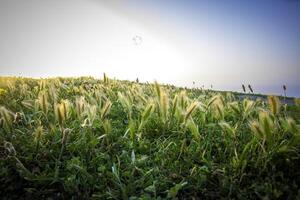 un' sereno campo di alto erbe durante tramonto. foto