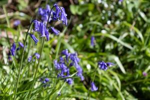 campanule fioritura nel primavera nel un' legna nel est sussex foto