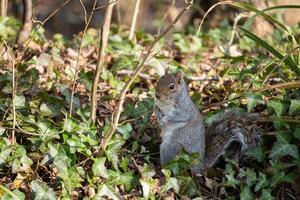 vigile grigio scoiattolo, sciurus carolinensis, seduta tra il edera foto