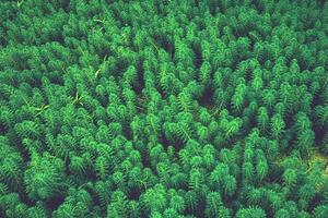 astratto Immagine di bellissimo buio verde le foglie in crescita nel un' palude foto