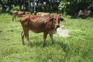 Marrone tailandese giovane Toro con suo mandria nel il prato foto