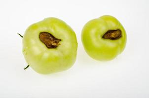 malattie dei pomodori, marciume superiore sui frutti. foto in studio