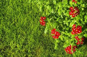 belle infiorescenze di fiori di verbo rosso na. foto in studio