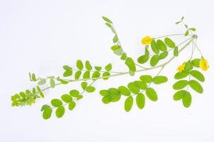 ramo di acacia con fiori gialli e foglie verdi. foto in studio