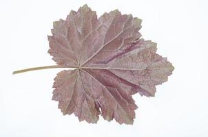 foglia di heuchera viola isolato su sfondo bianco. foto in studio.