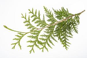 thuja occidentalis ramo verde isolato su sfondo bianco. foto in studio