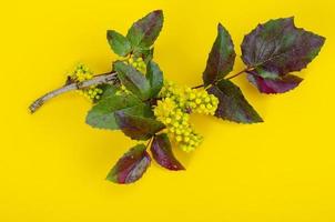 ramo di arbusto da giardino ornamentale con fiori gialli, mahonia aquifolia. foto in studio