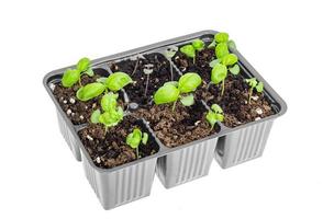piccoli germogli di basilico verde coltivati in contenitori di plastica, sfondo bianco foto