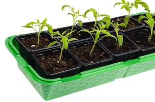 contenitori di plastica con giovani piantine di pomodori in crescita verde isolati su bianco foto