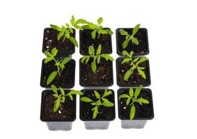 contenitori di plastica con giovani piantine di pomodori in crescita verde isolati su bianco foto