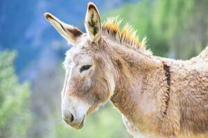 ritratto di un asino in montagna foto