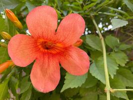 rosso fiore con mazzo di verdura foto