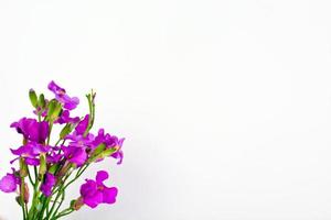 fiore viola su sfondo chiaro foto