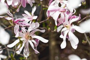 impollinazione ape è impollinazione fiore di magnolia foto