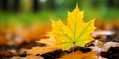 autunno giallo acero foglia tra verde fogliame sfondo foto