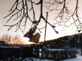 gelido inverno mattina, congelato albero foglia contro il sfondo di alba foto