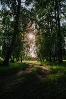 illuminata dal sole sentiero attraverso estate foresta foto