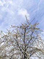 rami di alberi da frutto che sbocciano con fiori bianchi delicati. foto