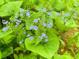 delicate infiorescenze blu di brunner macrophylla. foto