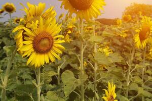 bellissimo giallo girasole nel il campo foto