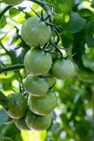 pomodori verdi acerbi su cespuglio, bio, verdure in crescita foto